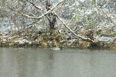 Scenic view of river amidst trees