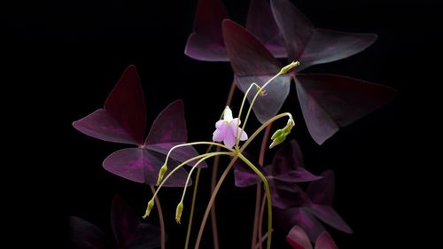 Close-up of multi colored flowers against black background