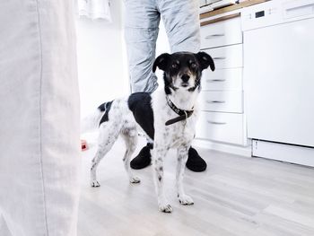 Portrait of dog standing amidst people in kitchen at home