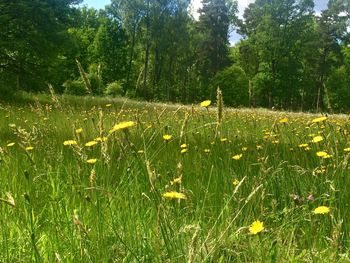 Flowers growing in field