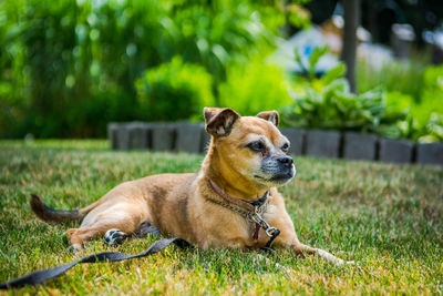 Dog looking away on grass