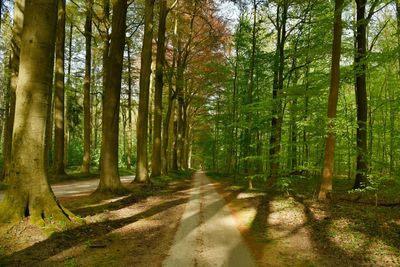 Road amidst trees in forest