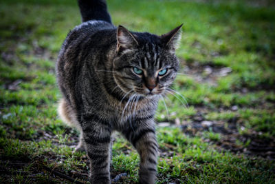 Portrait of cat on field