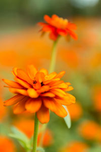 Close-up of orange flowering plant