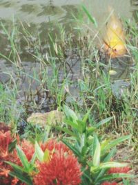 Close-up of plants