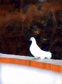 Close-up of white bird perching