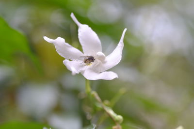 Close-up of white flowering plant