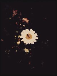 Close-up of white flowers