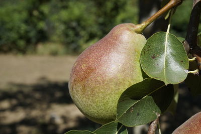 Close-up of fruit growing on tree