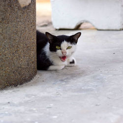 Portrait of cat sitting on floor