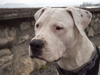 Close-up of a dog looking away