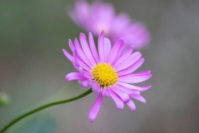 Close-up of pink flower