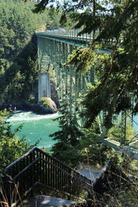 Bridge over trees by plants