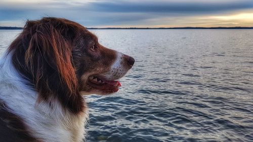 Close-up of dog at beach against sky during sunset