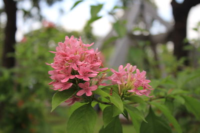 Close-up of pink flowering plant