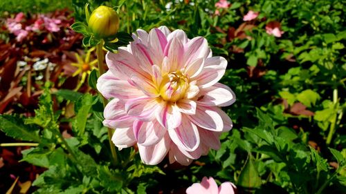 Close-up of pink flowering plants