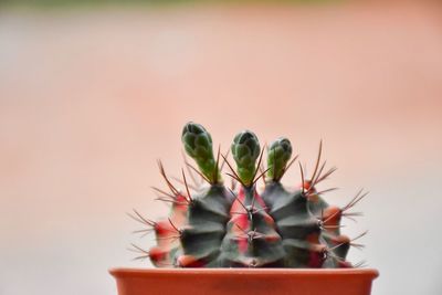 Close-up of potted plant