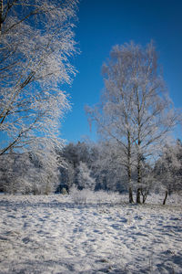 Trees on snow covered landscape against blue sky