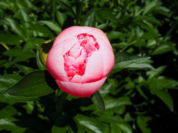 Close-up of pink rose