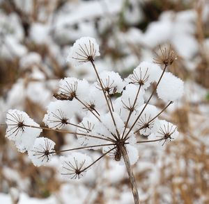 Close-up of white flowering plants during winter