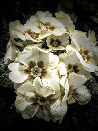 Close-up of white flowers