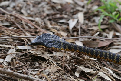 Lizard on ground