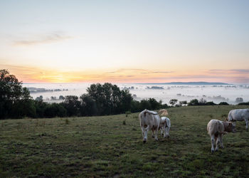 Scenic view of field against sky during sunset