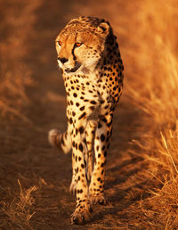 View of a cat lying on land