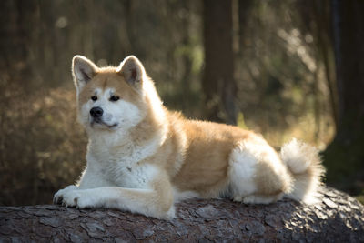 Dog resting on fallen tree