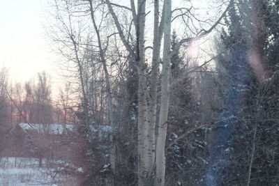 Bare trees in forest during winter