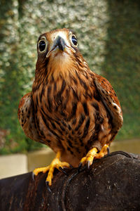 Close-up of a bird