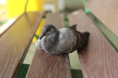 Close-up of a bird