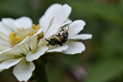 Close-up of bee pollinating on flower