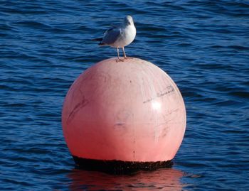 Seagull perching on buoy in sea