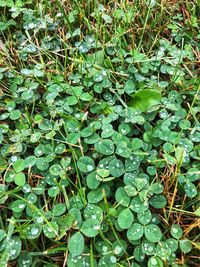 High angle view of plant growing on field