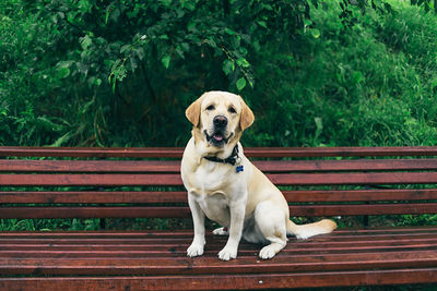 Portrait of dog sitting on bench
