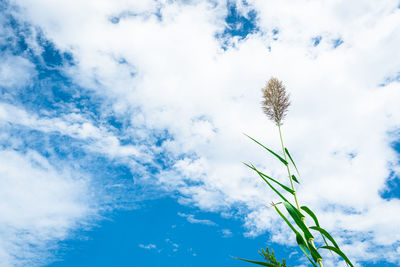 Low angle view of stalks against blue sky