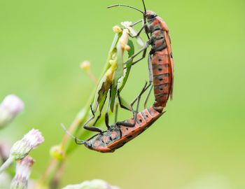 Close-up of butterfly on flower