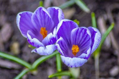 Close-up of purple crocus flowers