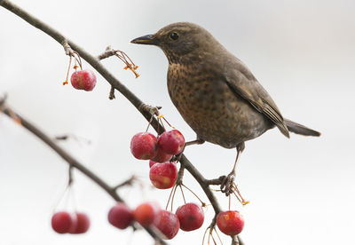 Close-up of bird perching on branch