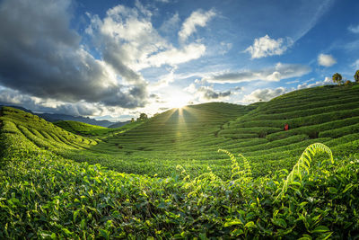 Scenic view of agricultural field against sky