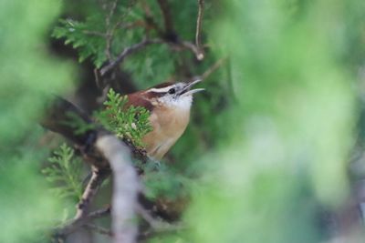 Close-up of bird perching on a plant