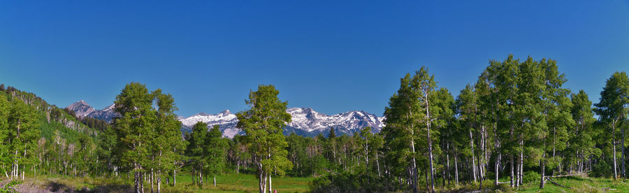 Panoramic view of pine trees against clear blue sky