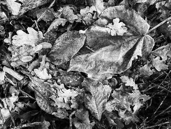 Full frame shot of dried plant on field