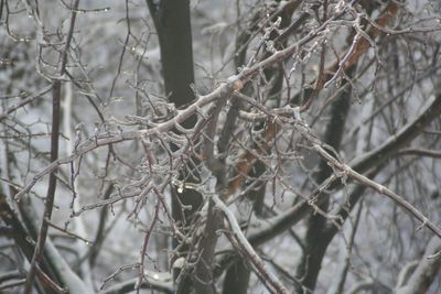 Close-up of tree branch