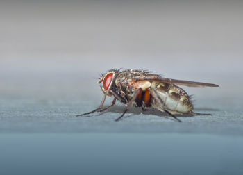 Close-up of housefly 