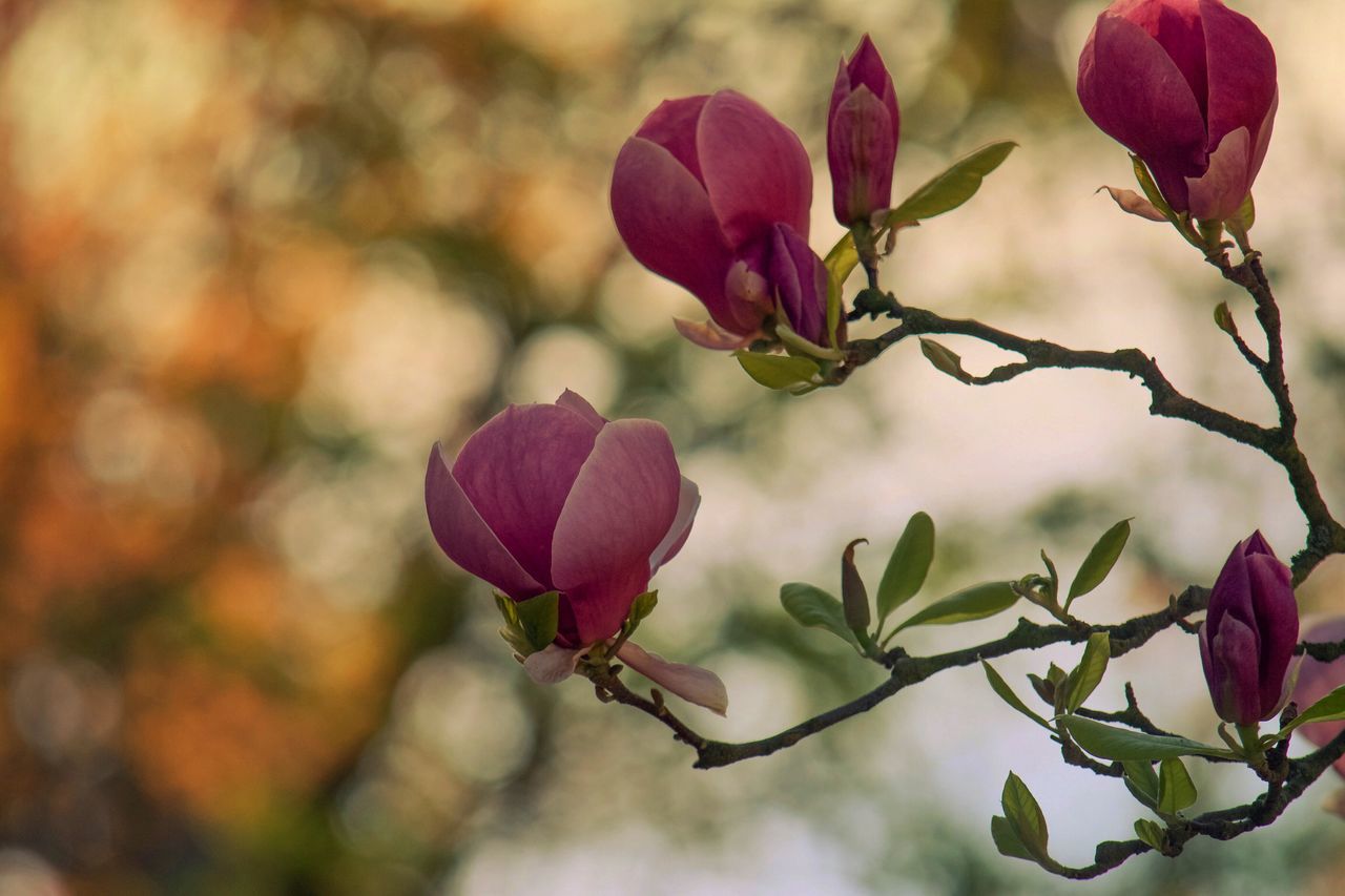 flower, freshness, fragility, growth, pink color, focus on foreground, beauty in nature, bud, petal, close-up, nature, stem, plant, branch, leaf, twig, beginnings, flower head, blooming, new life