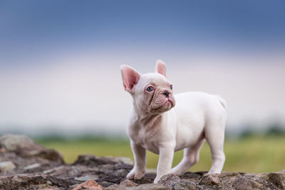 Portrait of a dog on rock against sky