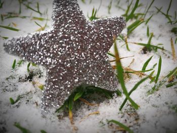 Close-up view of leaf