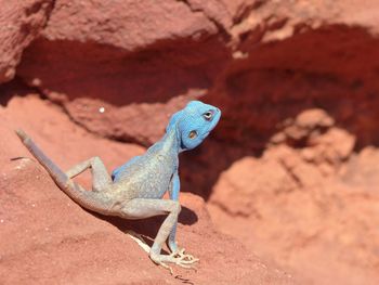 Close-up of lizard on rock